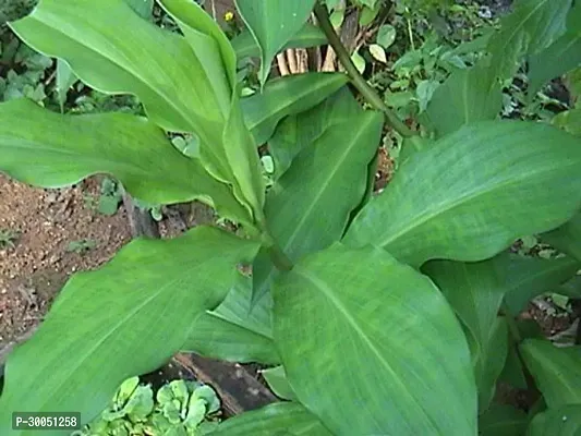 Fulmala Nursery Insulin Plant-thumb0