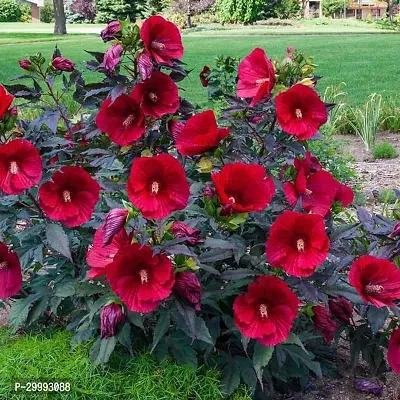 Fulmala Nursery  Hibiscus Plant