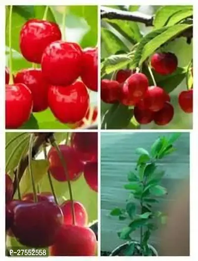 Fulmala Nursery Hybrid Cherry Fruit Plant[DF18]-thumb0