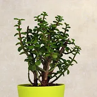 Fulmala Nursery Jade Plant-thumb1