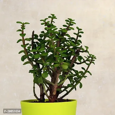 Fulmala Nursery Jade Plant-thumb2