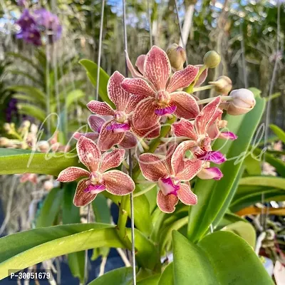 Fulmala Nursery Orchid Plant-thumb0