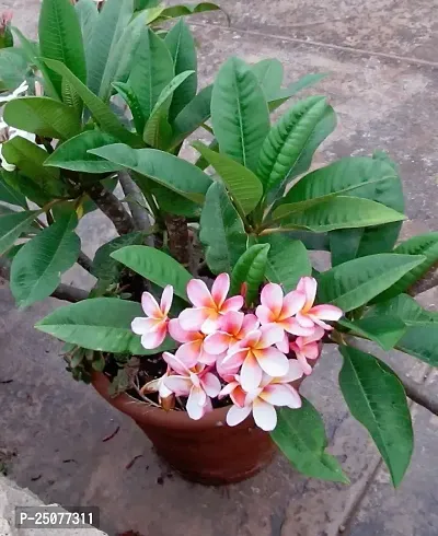 Plumeria Plant Esey To Grow No Nead To Extra Care Hybrid Plant For Yor Garden And your Home-thumb0