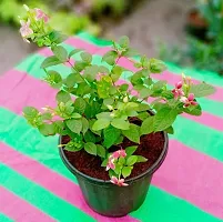 Fulmala Nursery Hybrid Madhumalti/Rangoon Creeper[FM784]-thumb2