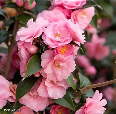 Fulmala Nursery Rose Plant -As19