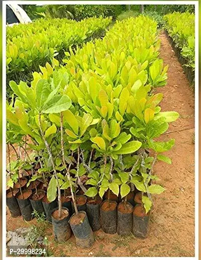 Fulmala Nursery Cashew Plant