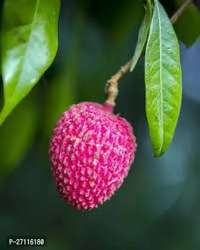 Fulmala Nursery Hybrid Litchi Plant[FM850]