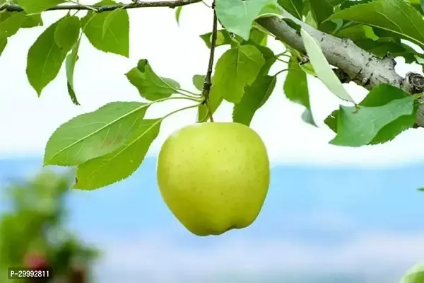 Fulmala Nursery  Apple Plant