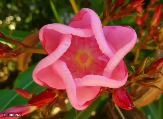 Fulmala Nursery Oleander Plant-thumb0