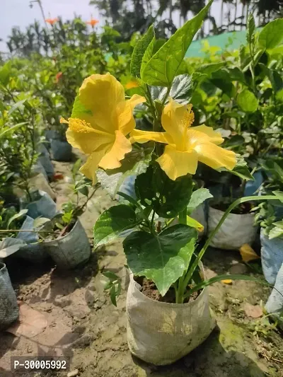 Fulmala Nursery Hibiscus Plant