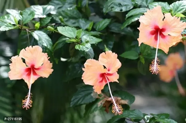 Fulmala Nursery Hybrid Hibiscus Plant[FM865]-thumb0