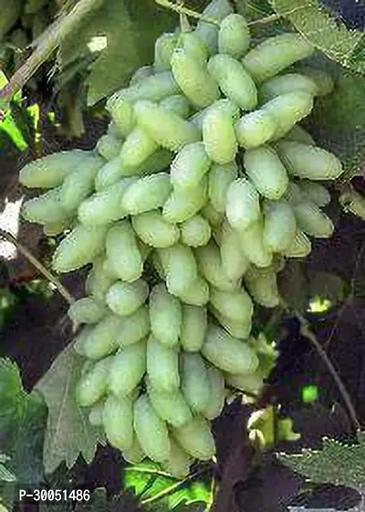 Fulmala Nursery Grapes Plant-thumb0