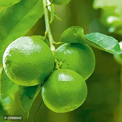 Fulmala Nursery Lemon Plant