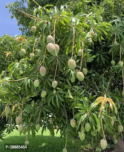 Fulmala Nursery Mango Plant-thumb0