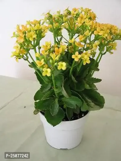 Kalanchoe Plant Esey To Grow No Nead To Extra Care Hybrid Plant For Yor Garden And your Home-thumb0