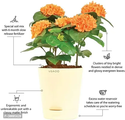 Fulmala Nursery Trothic Ixora/Chethi Plant-thumb2