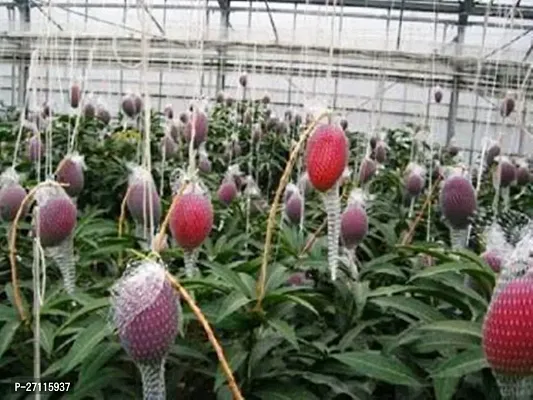 Fulmala Nursery Hybrid Mango Plant[FM619]-thumb2