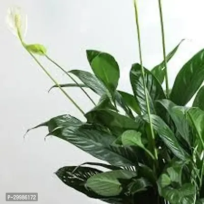 Indoor Peace Lily Plant for Natural Air Purifying and Decor-thumb0