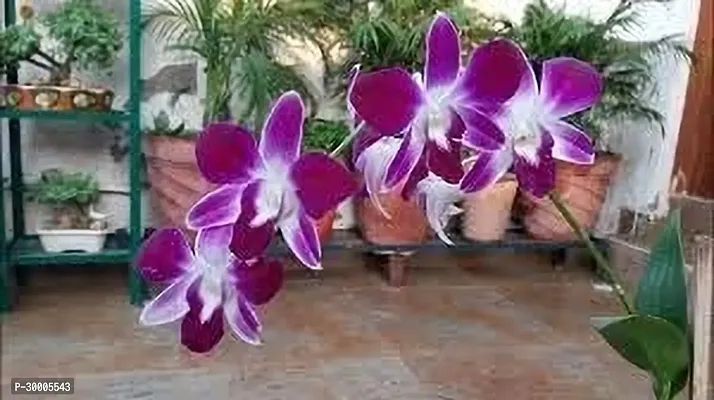 Fulmala Nursery Orchid Plant