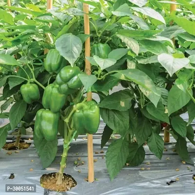 Fulmala Nursery Capsicum