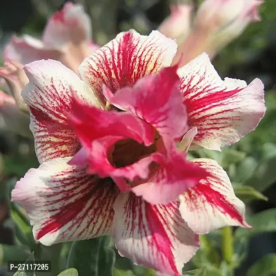 Fulmala Nursery Hybrid Adenium Plant[FM1351]-thumb0