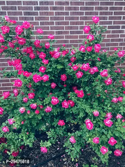 Natural Rose Plant-thumb0