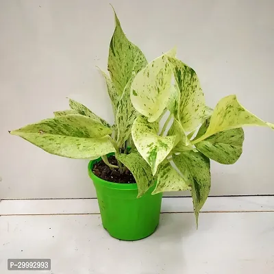 Fulmala Nursery  Money Plant