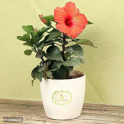 Fulmala Nursery Hibiscus Plant -As94