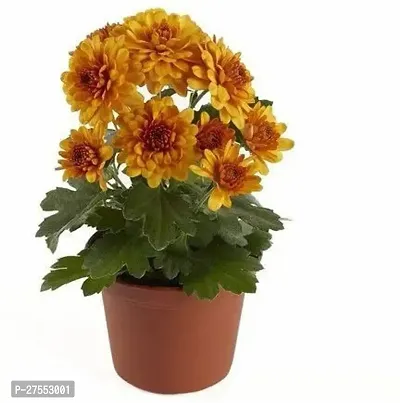 Fulmala NurseryChrysanthemums/ Guldavari Plant[FM2791]