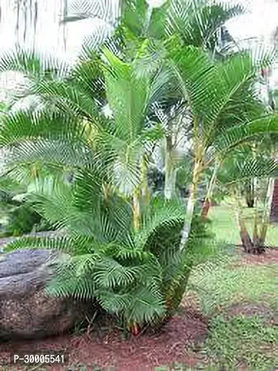 Fulmala Nursery Areca Palm-thumb0