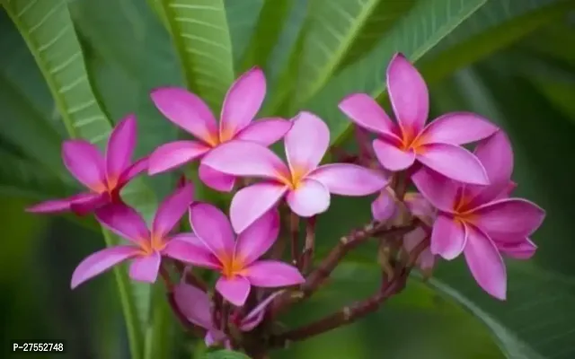 Fulmala NurseryPlumeria Plant[FM2567]