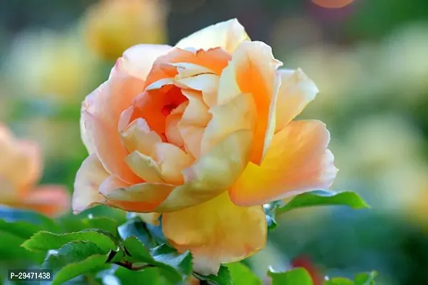 Natural Rose Plant-thumb0