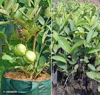 Fulmala Nursery Guava Plant-thumb0