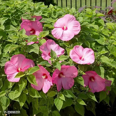 Fulmala Nursery Hibiscus Plant