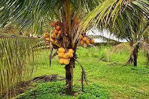 Fulmala Nursery Coconut Plant -As12-thumb1