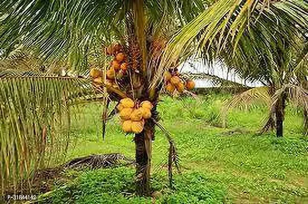 Fulmala Nursery Coconut Plant -As12-thumb2