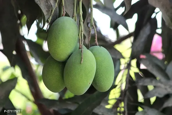 Fulmala Nursery Hybrid Mango Plant[FM1597]