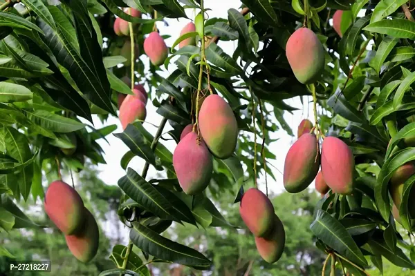 Fulama Nursery HybridMango Plant[FM1647]