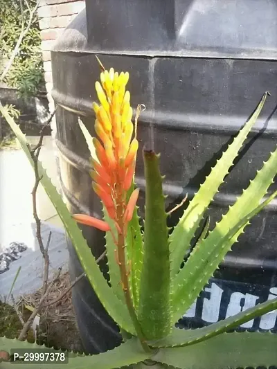 Fulmala Nursery Aloe Vera Plant-thumb0