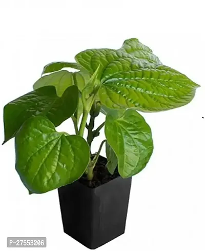 Fulmala NurseryBetel Leaf Plant[FM2992]-thumb0