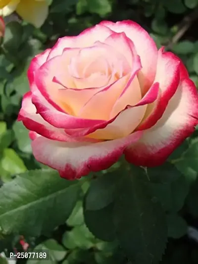 Rose Plant Esey To Grow No Nead To Extra Care Hybrid Plant For Yor Garden And your Home-thumb0