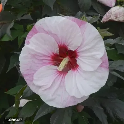 Fulmala Nursery Hibiscus Plant-thumb0