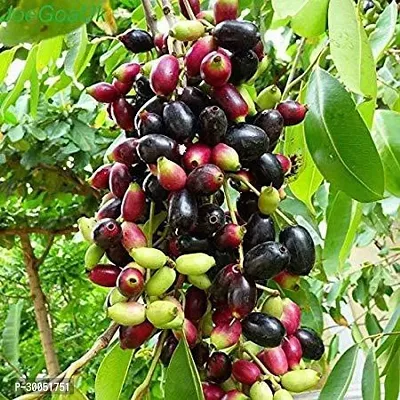 Fulmala Nursery Jamun Plant