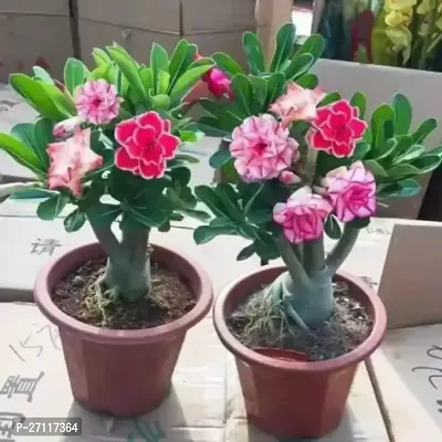 Fulmala Nursery Hybrid Adenium Plant[FM1489]