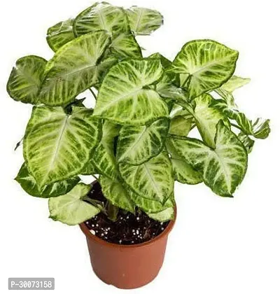 Fulmala Nursery Syngonium Plant-thumb0