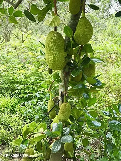 Fulmala Nursery Jack Fruit Plant-thumb0