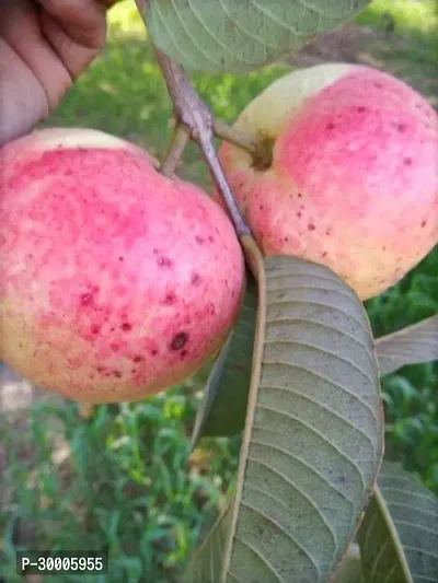 Fulmala Nursery Guava Plant-thumb0