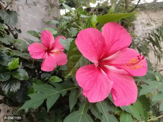 Hibiscus Plant Esey To Grow No Nead To Extra Care Hybrid Plant For Yor Garden And your Home-thumb0