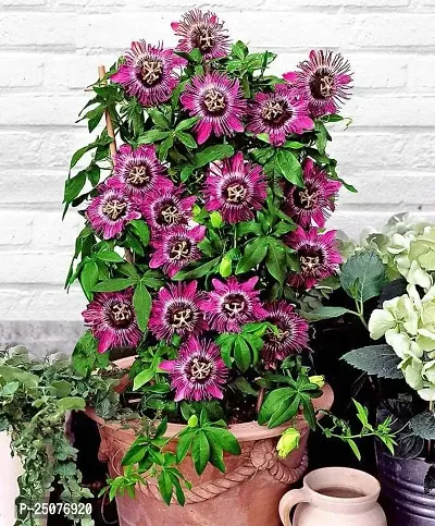 Passion Plant Esey To Grow No Nead To Extra Care Hybrid Plant For Yor Garden And your Home