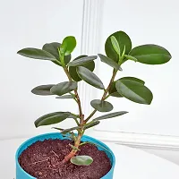 Fulmala Nursery Ficus Plant-thumb1